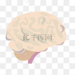 人体器官脑子插画