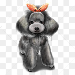 漂亮的贵宾犬