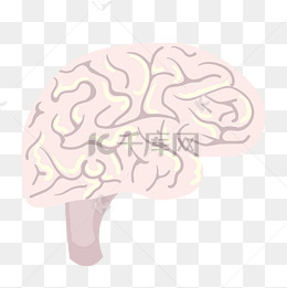 人体器官脑子