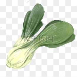 食材油菜卡通插画