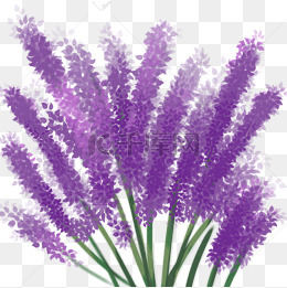 紫色薰衣草高清素材图