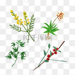 中草药矢量图