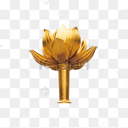 金色紫金花