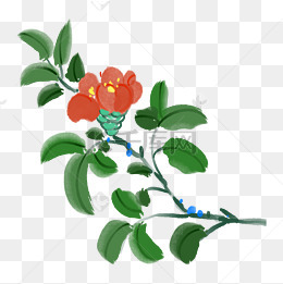 绽放花朵山茶花