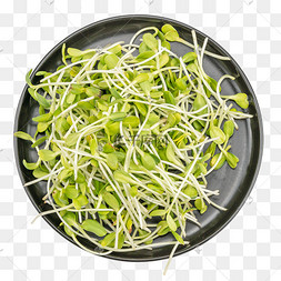 绿豆芽图片