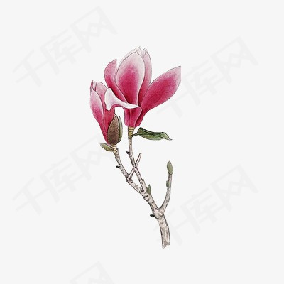 玉兰玉兰花花朵手绘中国风