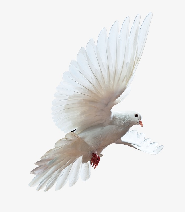 和平鸽图片素材_和平鸽图片素材免费下载_和
