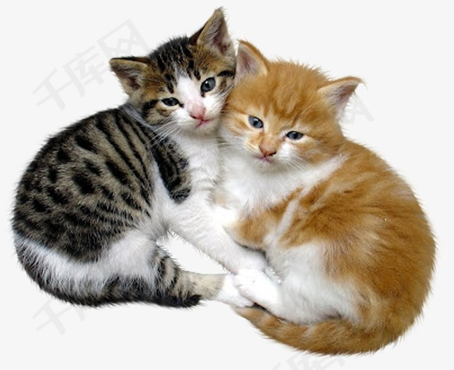 猫咪短剧本素材,猫短视频剧本