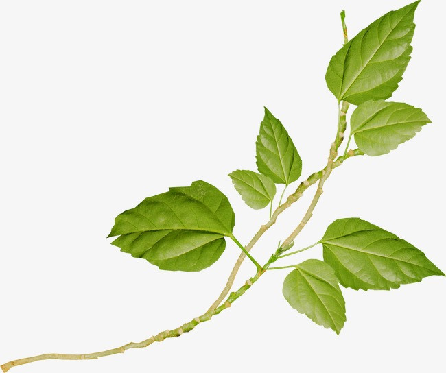 树叶装饰图片>【png】叶子植物素材树叶卡通元素背景绿藤春天和风设计图图片
