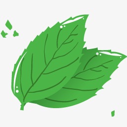 薄荷叶子图标
