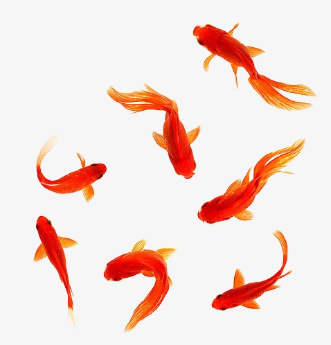 红色金鱼元素素材图片免费下载_高清装饰图案