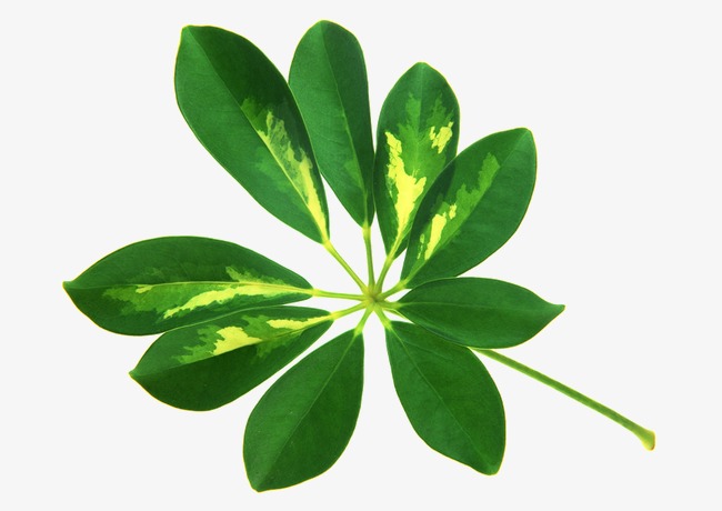 热带植物热带树叶树枝叶子绿色花朵