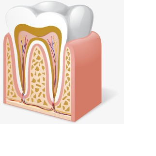 解剖学素材】免费下载_解剖学图片大全png