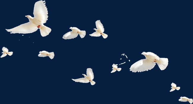 一群白鸽一群白鸽象征和平和平鸽