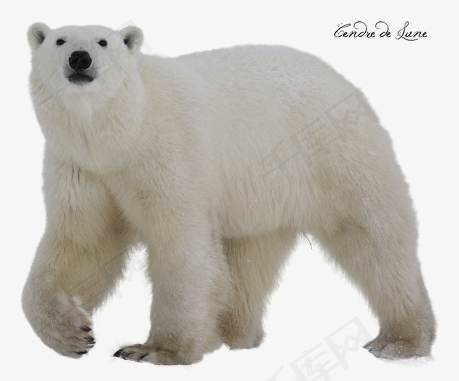 白熊高清图