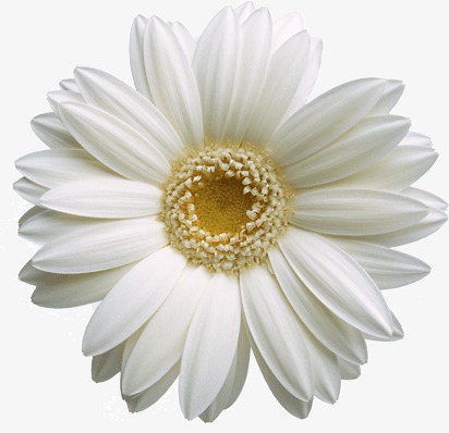 白色的菊花素材图片免费下载_高清png