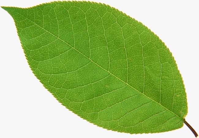 一片茶叶图片