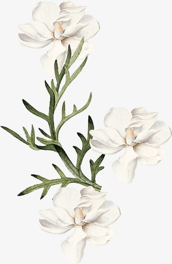 白色花插画风