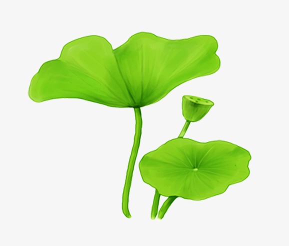 荷叶图片