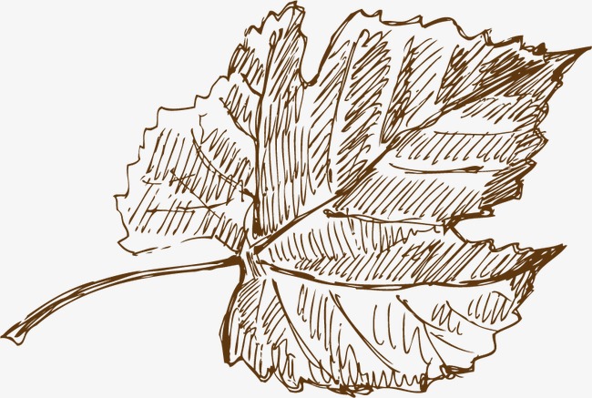 枫叶手绘素描素材图片免费下载