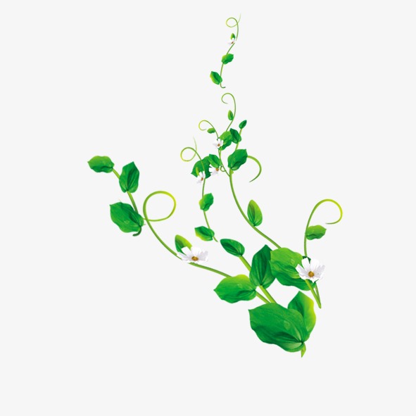 绿叶花朵图片