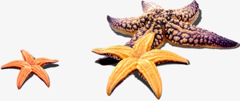 海星素材