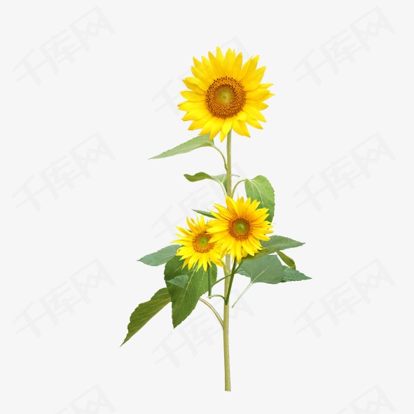 向日葵素材图片免费下载_高清效果元素psd_千库网