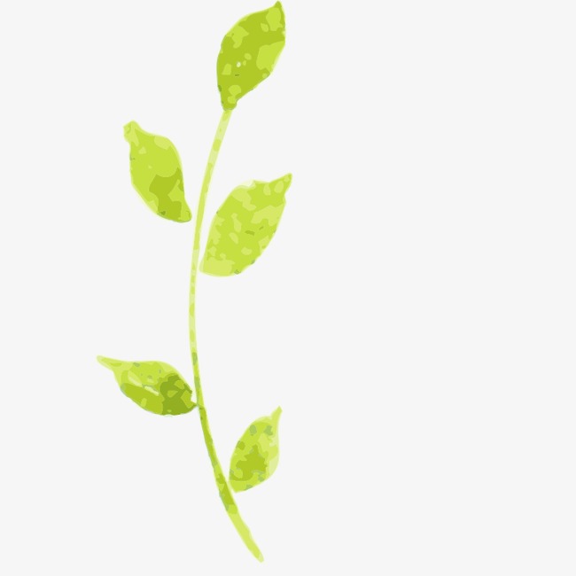 水彩画 植物 花朵 手绘 树叶图片