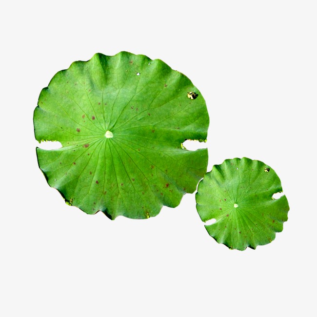 荷叶图片