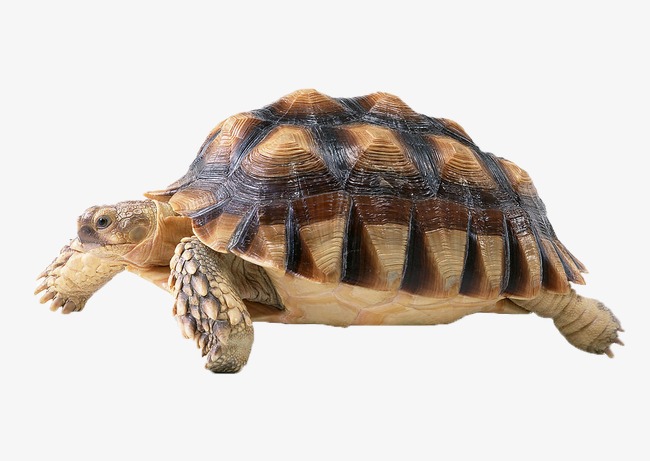 乌龟 225756d6bd66f02.jpg