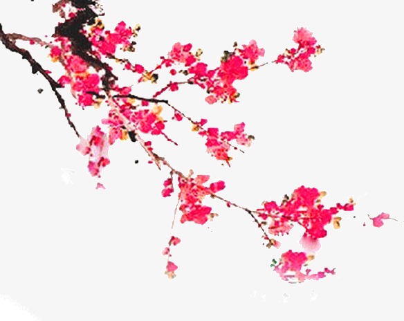 一枝梅花图片