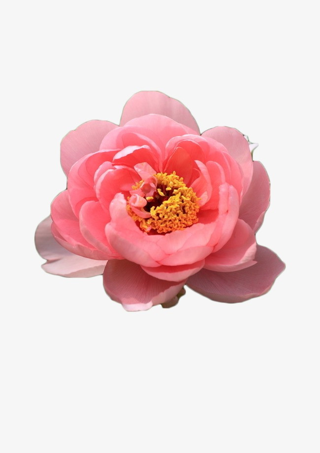 花朵花蕊花瓣