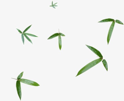 竹叶图片