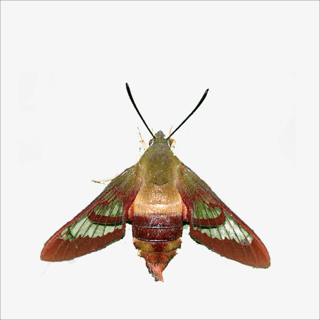 艺术歌曲《飞蛾》简谱