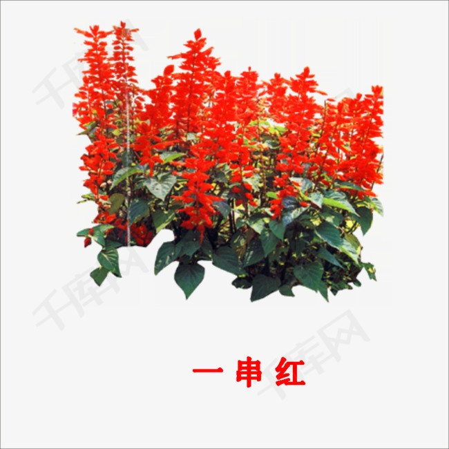 一串红