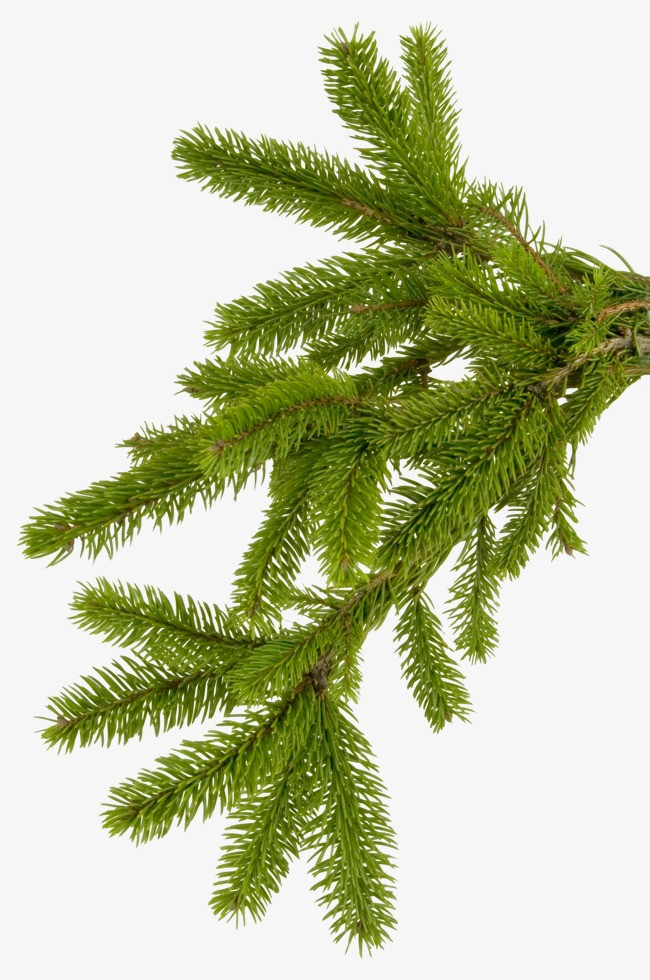 图片 水墨松树 ></p></a> 【png】 松树  分类: 类目:其他 格式:png 体积:0.