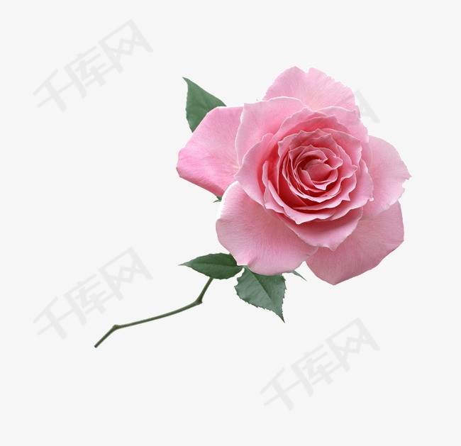 粉色玫瑰花