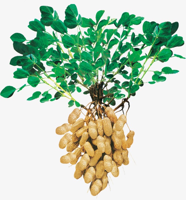手绘花生_花生png素材-90设计