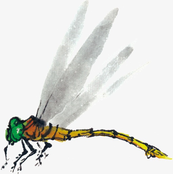 国画蜻蜓_蜻蜓蝴蝶简笔画_毛线棉鞋蜻蜓图纸-圈子花园图片