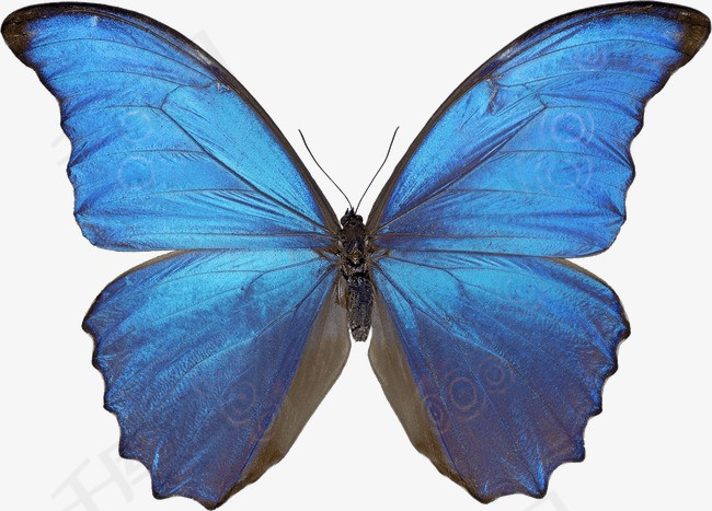 蓝色蝴蝶素材图片免费下载 高清装饰图案psd 千库网 图片编号2374952 