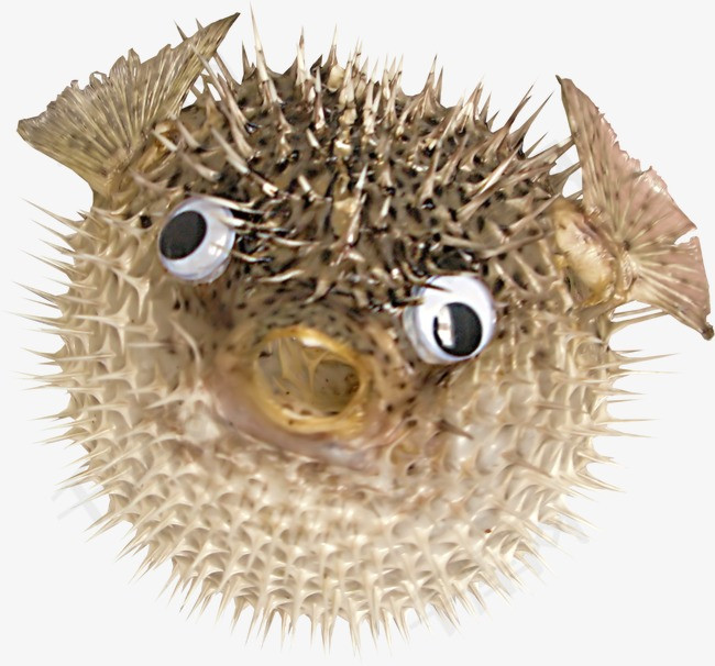 电鳗鱼素材图片免费下载_高清装饰图案png