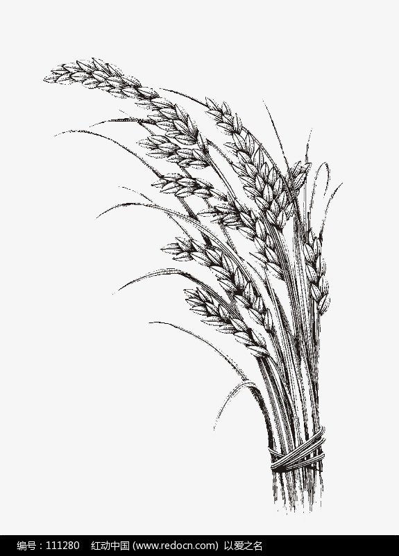小满节气装饰插画绿色植物水稻元素