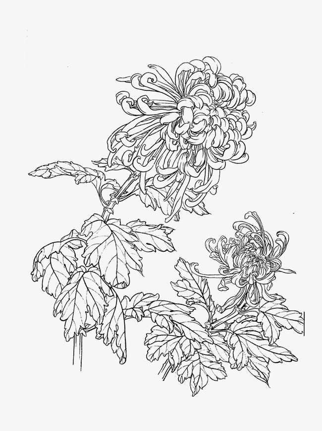 菊花