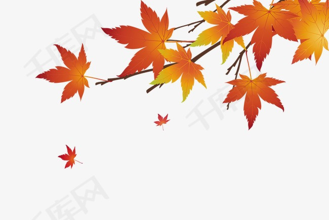 枫叶素材图片免费下载_高清装饰图案psd_千库网(图片