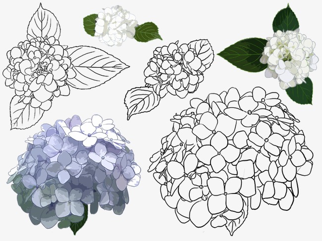 手绘绣球花