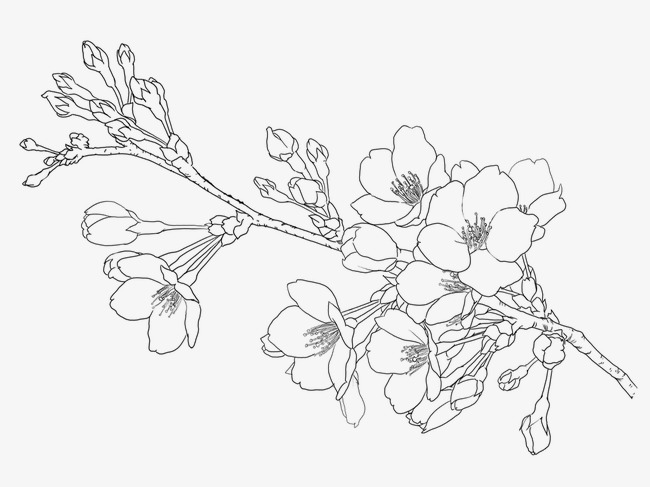 原创手绘粉色樱花节樱花扇子装饰元素