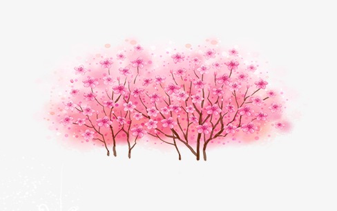 盛开樱花树图片 手绘