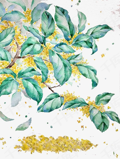 中秋节桂花