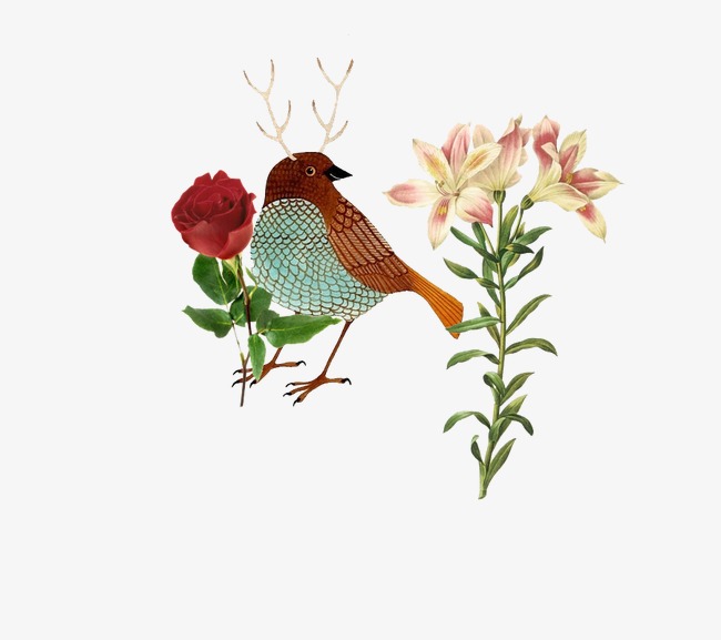 玫瑰花小鸟