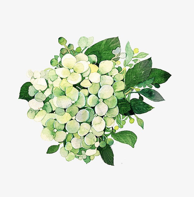 绣球花 手绘图 线稿